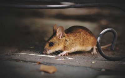 4 Ways to Prevent Pests in Your Home