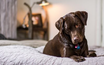 Creating a Pet-Friendly Home: 7 Easy Renovations for Your Living Spaces